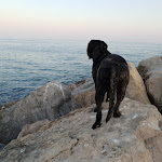 Photo n°21 de l'avis de luis.a fait le 06/11/2019 à 20:56 sur le  Porto de Abrigo à Albufeira