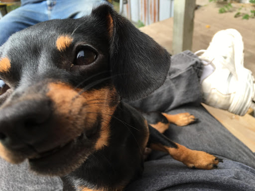 Emergency Veterinarian Service «Happy Tails Pet Hospital», reviews and photos