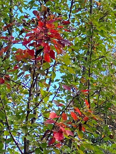 Park «Katherine Rose Memorial Park», reviews and photos, 303 N Walnut Creek Dr, Mansfield, TX 76063, USA