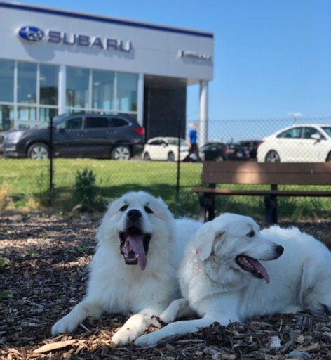 Subaru Dealer «Brilliance Subaru», reviews and photos, 1500 N Randall Rd, Elgin, IL 60123, USA