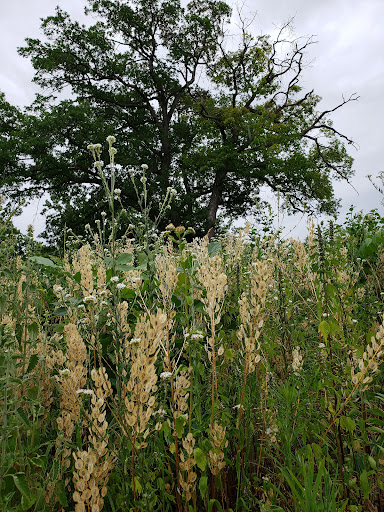 Park «Silver Lake Beach Park», reviews and photos, 4305 NE Stinson Blvd, Columbia Heights, MN 55421, USA