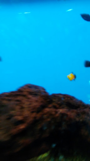 Pet Supply Store «Petco Animal Supplies», reviews and photos, 12551 Jefferson Ave #119, Newport News, VA 23602, USA