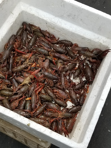 Supermarket «Chang Jiang Supermarket Inc», reviews and photos, 41-41 Kissena Blvd, Flushing, NY 11355, USA