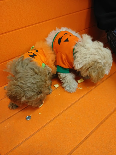 Pet Supply Store «PetSmart», reviews and photos, 4400 Fort Jackson Blvd #300, Columbia, SC 29209, USA