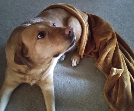 Pet Supply Store «Pet Supplies Plus», reviews and photos, 7701 Mall Rd, Florence, KY 41042, USA