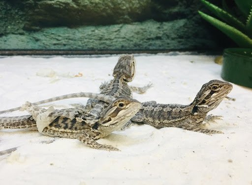 Pet Supply Store «Petco Animal Supplies», reviews and photos, 1391 NJ-35, Middletown, NJ 07748, USA