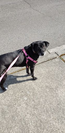 Cleaning Service «Clean & Simple Cleaning», reviews and photos, 18908 WA-99, Lynnwood, WA 98036, USA