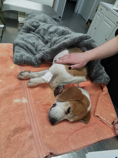 Vernon Veterinary Clinic image