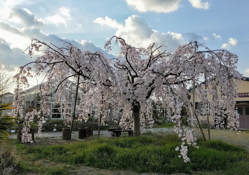 徳島大学附属医薬創薬教育研究センター薬用植物園