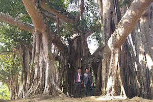 Banyan Trees image