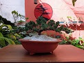 Venta de Bonsai