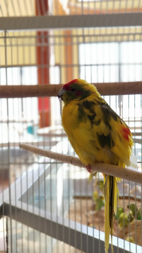 Pet Store «Lebanon Pet & Aquarium Center», reviews and photos, 196 S Main St, West Lebanon, NH 03784, USA