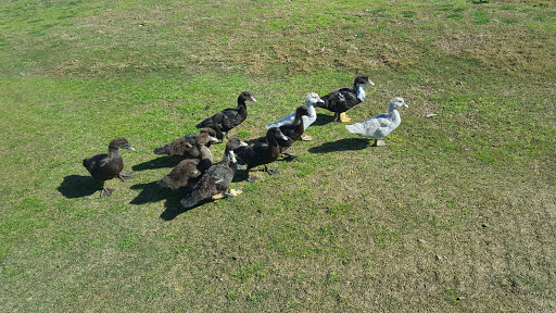 Golf Course «Lemoore Golf Course», reviews and photos, 350 Iona Ave, Lemoore, CA 93245, USA