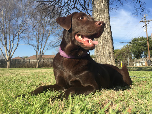 Petland Dallas