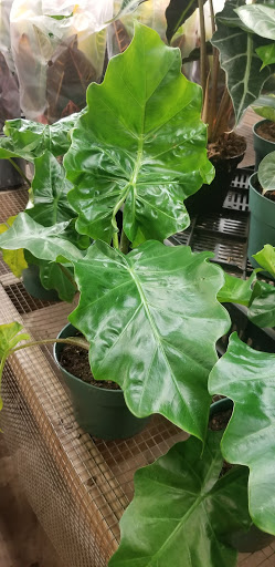 Florist «Sieck-Wright Floral Products», reviews and photos, 231 Monmouth St, Hightstown, NJ 08520, USA