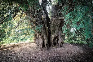 National Trust - Ankerwycke Yew image