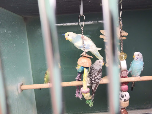 Pet Supply Store «Pet Club Santa Rosa», reviews and photos, 1935 Santa Rosa Ave, Santa Rosa, CA 95407, USA