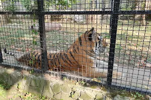 Zoo Bucharest image