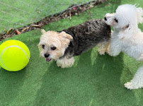 Tanks Place Dog Boarding & Daycare - Photo 4 - Car repair in Bonner Springs, KS, Kansas City