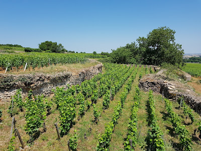 Domaine Pierre Bourée Fils à Gevrey-Chambertin