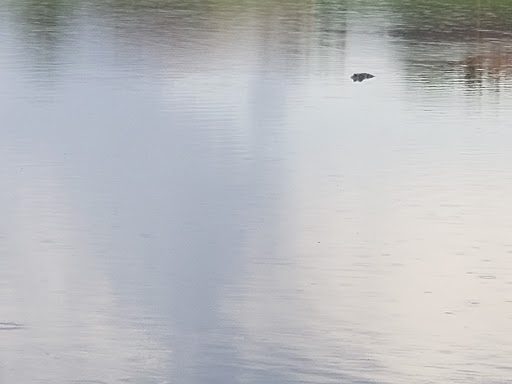 Golf Course «River Strand Golf & Country Club», reviews and photos, 7155 Grand Estuary Trail, Bradenton, FL 34212, USA