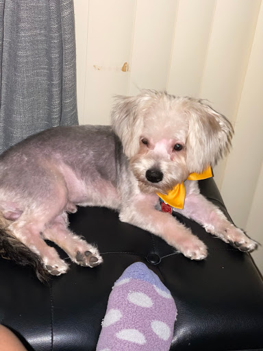 Pet Supply Store «PetSmart», reviews and photos, 4824 211th St, Matteson, IL 60443, USA