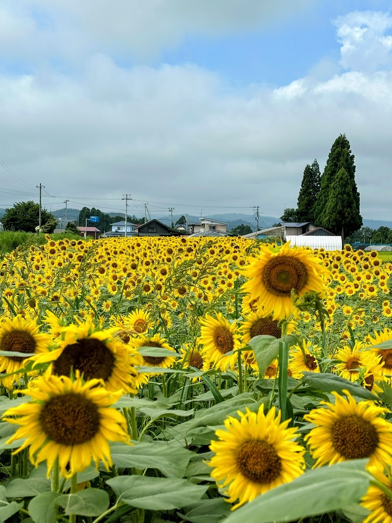 ひまわり畑 十和田湖町