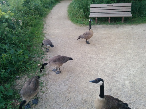 Nature Preserve «Wood Lake Nature Center», reviews and photos, 6710 Lake Shore Dr S, Minneapolis, MN 55423, USA