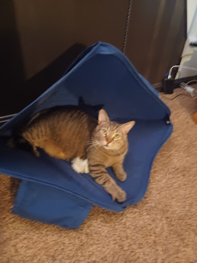 Pet Store «Animal House», reviews and photos, 7869 Hamilton Ave, Cincinnati, OH 45231, USA