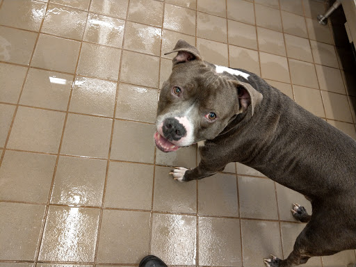 Pet Supply Store «Pet Supplies Plus», reviews and photos, 50633 Gratiot Ave, Chesterfield, MI 48051, USA