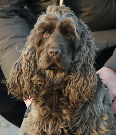 Dr.med.vet. Reinhard Thomas Tierarzt unter Coesfeld, 