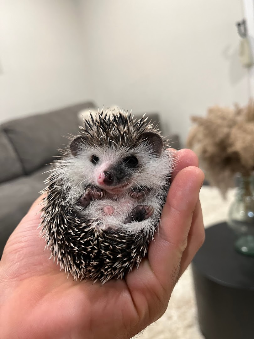 SECT Hedgehogs by Appointment Only