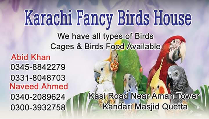 Karachi Fancy Birds House