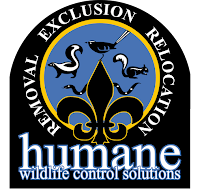 Humane Wildlife Control Solutions - Photo 2 - Car repair in , Louisville