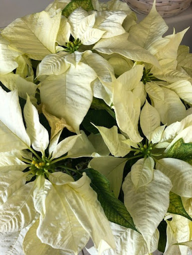 Florist «Abloom», reviews and photos, 9325 Dorchester St, Highlands Ranch, CO 80129, USA