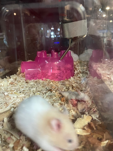 Pet Store «Pet Kingdom», reviews and photos, 4650 S Cleveland Ave, Fort Myers, FL 33907, USA