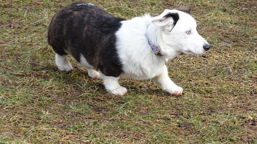 Awesome Dawgs Dog Training LLC, 3052 Pricetown Rd, Temple, PA 19560, USA, 