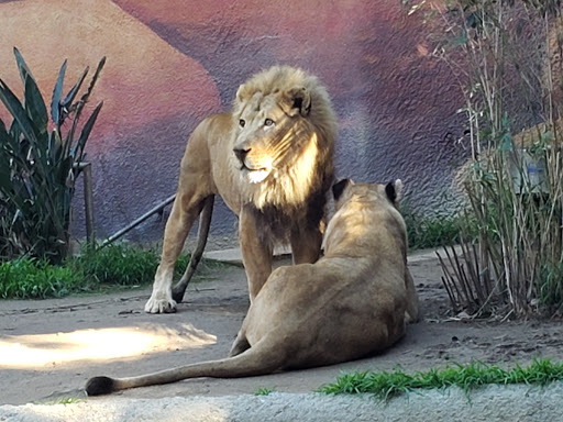 Zoo Pasadena