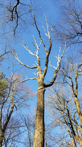 Nature Preserve «Boyd Big Tree Preserve Conservation Area», reviews and photos, Fishing Creek Valley Rd, Harrisburg, PA 17112, USA