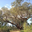 The Mammoth Live Oak Tree