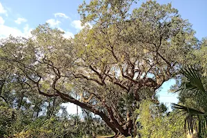 The Mammoth Live Oak Tree image