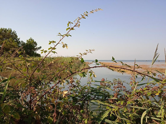 Photos des visiteurs Hébergement La Hume 33470 Gujan-Mestras