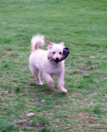 Animal Rescue Service «Motley Zoo Animal Rescue», reviews and photos, 16715 Cleveland St A, Redmond, WA 98052, USA