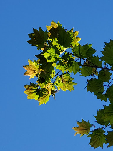 Park «Kerry Park», reviews and photos, 211 W Highland Dr, Seattle, WA 98119, USA