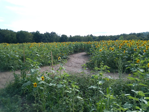 Tourist Attraction «Sussex County Sunflower Maze», reviews and photos, 101 Co Rd 645, Sandyston, NJ 07826, USA