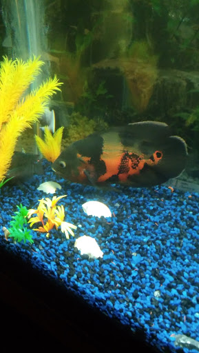 Pet Store «Alamo Aquatic Pets», reviews and photos, 6504 Bandera Rd, San Antonio, TX 78238, USA