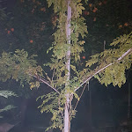 Photo n°42 de l'avis de marco.o fait le 27/10/2019 à 08:59 sur le  La Culla di Bacco à Castagnole Monferrato