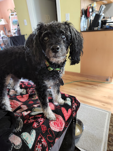 Pet Supply Store «Petco Animal Supplies», reviews and photos, 1350 S Ironton St #120, Aurora, CO 80012, USA