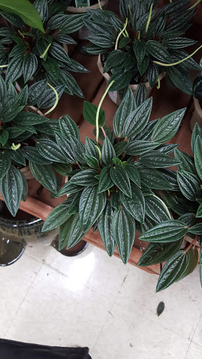 Hardware Store «Orchard Supply Hardware», reviews and photos, 2245 Gellert Blvd, South San Francisco, CA 94080, USA