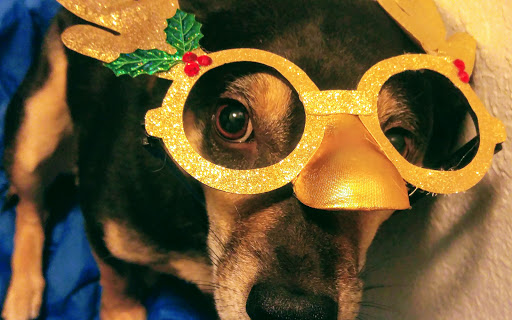 Pet Supply Store «PetSmart», reviews and photos, 14290 Plymouth Ave, Burnsville, MN 55337, USA